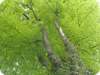 Cricklade Tree