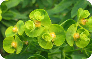 Swindon Flowers